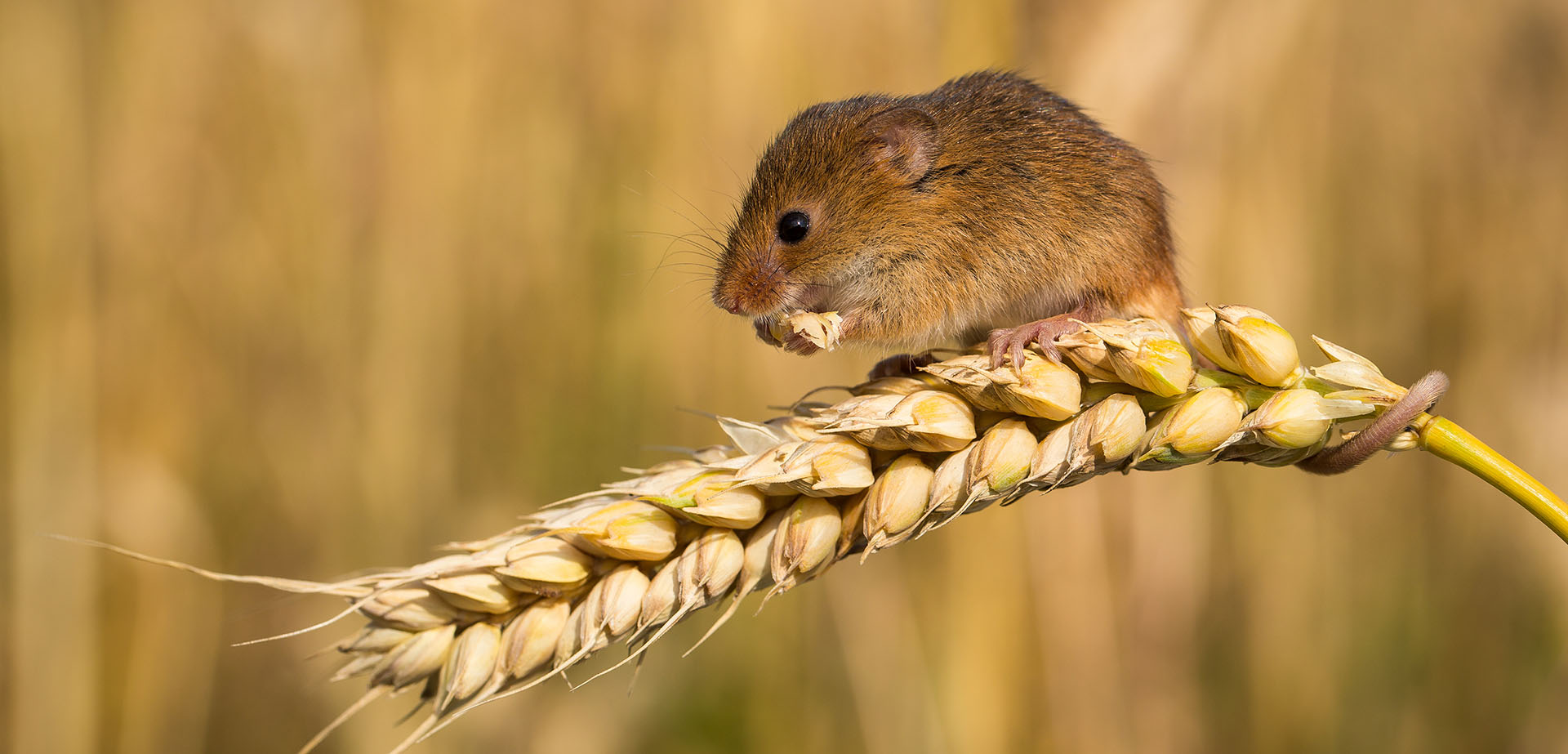 Harvest Mice Australian mice plague grain season
